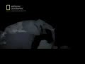 8-lions-vs-an-elephant.html