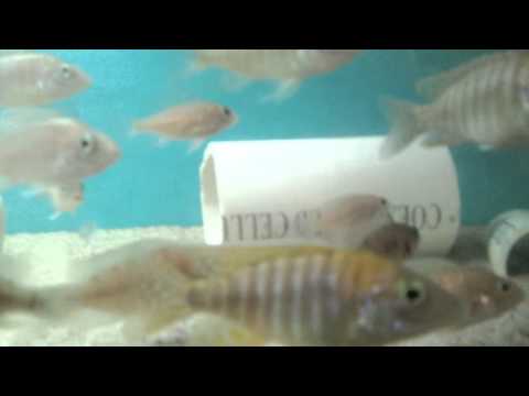 how to vent american cichlids