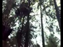 david curry braves the tarzan swing at go ape! in grizedale forest. who's a brave boy!?!

(shot by ste pyatt, who was on very good form to try the first 2 courses! but, decided to skip the last two. good job becuase he was able to catch us on film!)