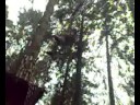 david curry braves the tarzan swing at go ape! in grizedale forest. who's a brave boy!?!

(shot by ste pyatt, who was on very good form to try the first 2 courses! but, decided to skip the last two. good job becuase he was able to catch us on film!)