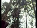 david curry braves the tarzan swing at go ape! in grizedale forest. who's a brave boy!?!

(shot by ste pyatt, who was on very good form to try the first 2 courses! but, decided to skip the last two. good job becuase he was able to catch us on film!)