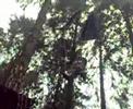 David Curry Goes Ape!