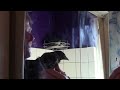 Click here to watch this video Rescued Baby Gråkrage (Hooded Crow) Shiva-Shakti update