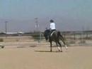 2004 Trakehner Gelding by Leonidas