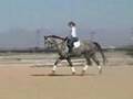 2004 Trakehner Gelding by Leonidas
