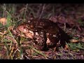 Anfibios de la Sierra de las Nieves (por accipiter).