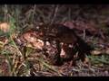 Anfibios de la Sierra de las Nieves (por accipiter).