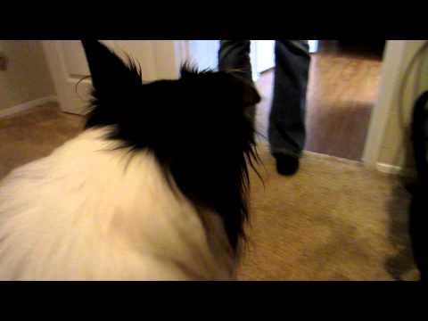 how to relieve reverse sneezing