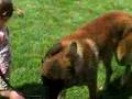 Pastor Belga Malinois video
