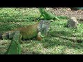 CIMG1236 iguana
