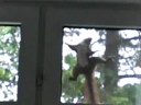 Purzel das Eichhörnchen