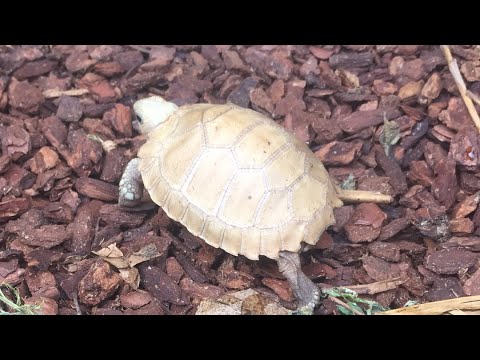 YouTube reptile video