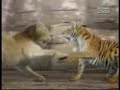 TAMILtigers vs SINHALAlions (mustsee)