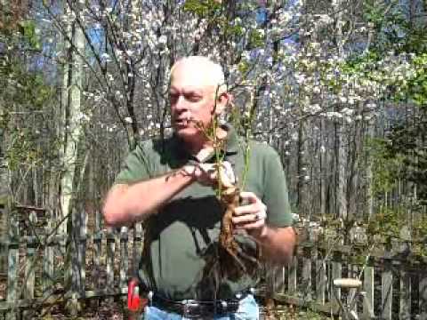 how to replant a rose bush