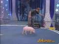 smart pig/porco engracado