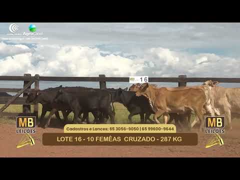 548� LEIL�O VIRTUAL MB LEIL�ES