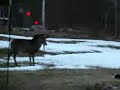 KITTEN MEETS FAWN