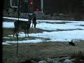 3) KITTEN MEETS FAWN 3) KITTEN MEETS FAWN