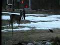 3) KITTEN MEETS FAWN