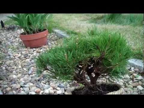 how to transplant mugo pine