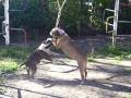 bull terrier asesinos