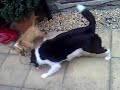 Lola v Saffie.mp4 Lola v Saffie.mp4