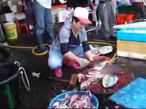 ??? Dolphin fish