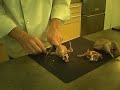 Des cailles aux figues Des cailles aux figues