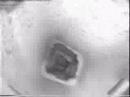 Video inspezione su canna collettiva ramificata