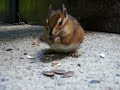 Re: Hedgehog; Chipmunk Eating Sunflower Seeds