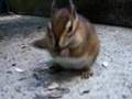 Re: Hedgehog; Chipmunk Eating Sunflower Seeds