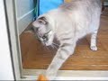 10 Gatinhos 10 Gatinhos