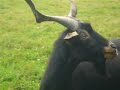 Bouc Rove, Moufle 6,5ans