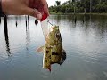 Tucunar� comido por piranhas