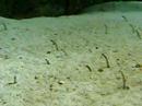 Georgia Aquarium - Garden Eels