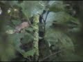 Golden-browed Warbler