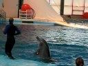 dolphin show @ Baltimore Aquarium dolphin show @ Baltimore Aquarium