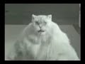 Pisica Manelista - Ah Le Le Le