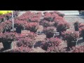Click here to watch this video Barberry Bush.County of Bucks PA PLANT SALE 215-249-1236 : orserlandscaping.com