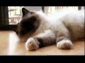 Cats 101: Birman