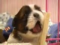 Funny Little Dogs