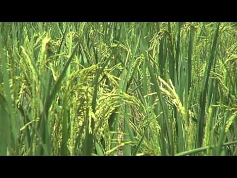 LA VARIETE DE RIZ NERICA L1 IER AU MALI 