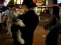 Schnauzer Miniatura video