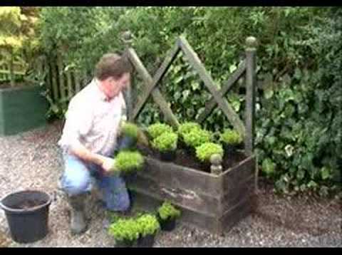 Hoggywart - A garden is a living thing and I'm of the belief that as much of the garden as possible should contain plants. I also say that all gardens should have somewh...