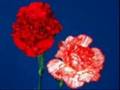 hz muhammed s a v efendimiz    b�l�m 2    fethullah g�len