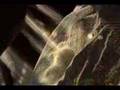Kenotia-New-Music-Vi
