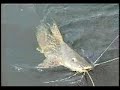 pesca deportiva