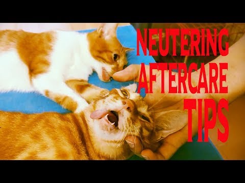 Cat neutering aftercare:tips inside,things you should and shouldn't do.