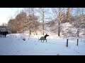 Gofinn nyttårskvelden