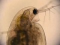 Organisms: My Microscopic Farm